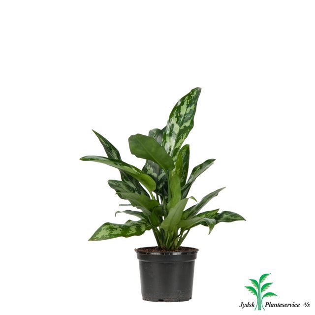 Aglaonema Maria