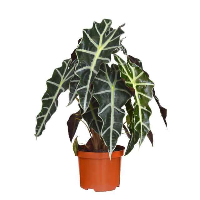Alocasia Polly