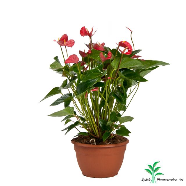Anthurium Andreanum