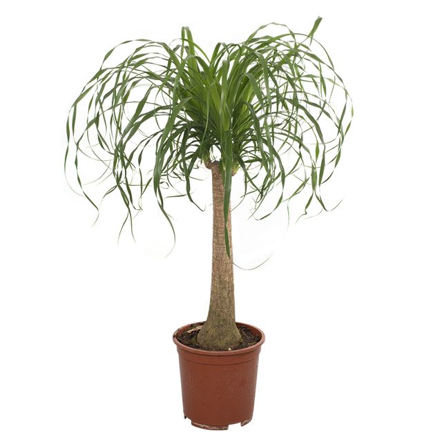 Beaucarnea Recurvata Et-Stam.