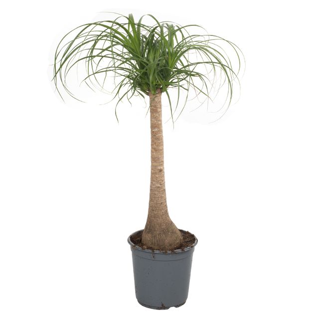 Beaucarnea Recurvata Et-Stam.