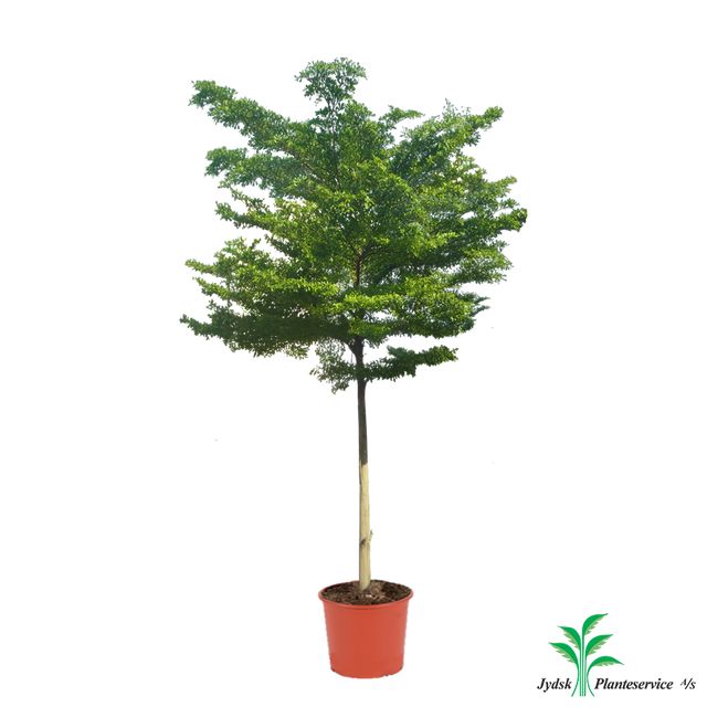 Buchida Buceras Sort Oliven 500 Cm Opst