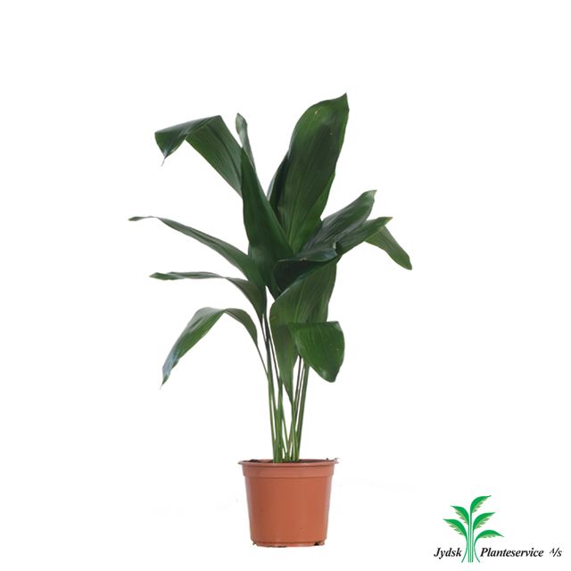Aspidistra Elatior
