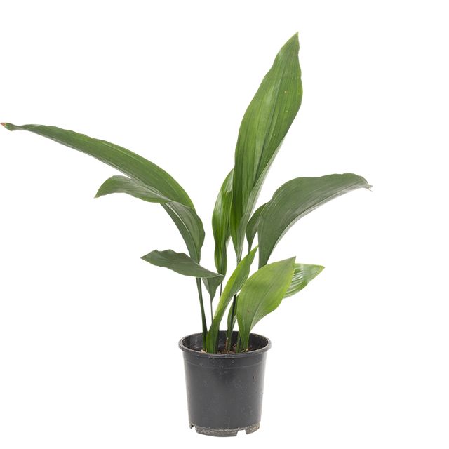 Aspidistra Elatior