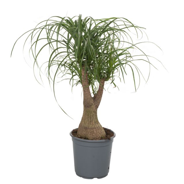 Beaucarnea Recurvata Forgrenet