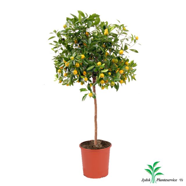 Citrus Mitis Calamondin Opstam.