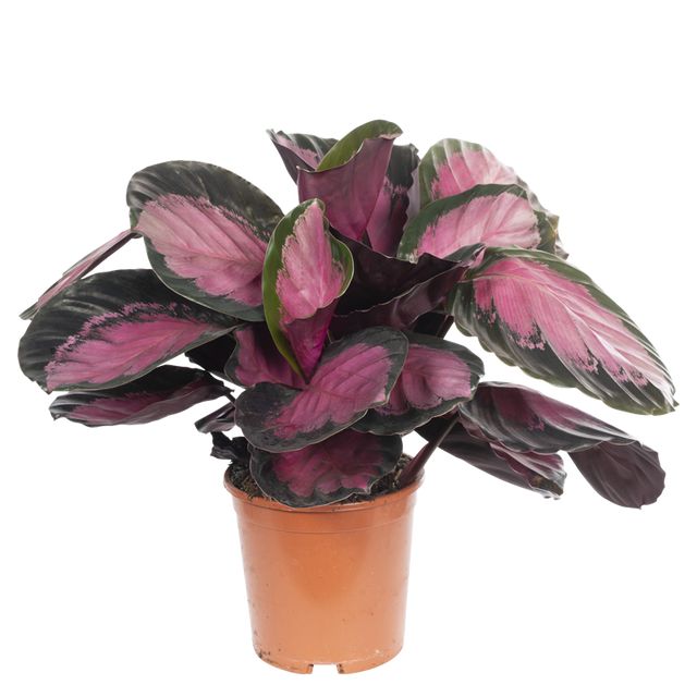 Calathea 'Roseopicta'