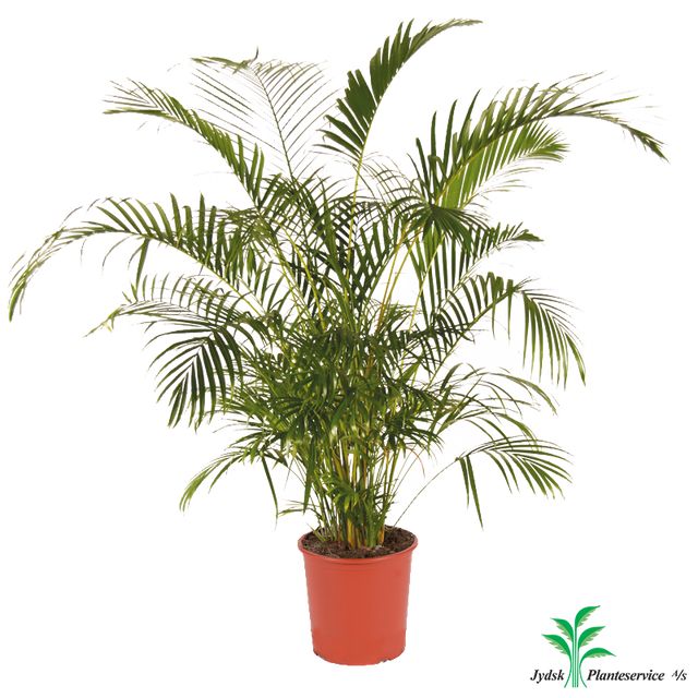 Chrysalidocarpus L. Areca