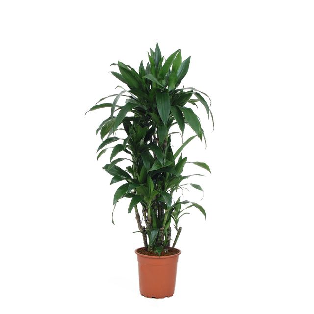 Dracaena Janet Craig