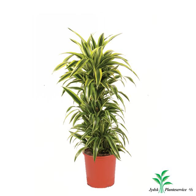 Dracaena Lemon Lime forgr.