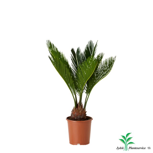 Cycas Revoluta