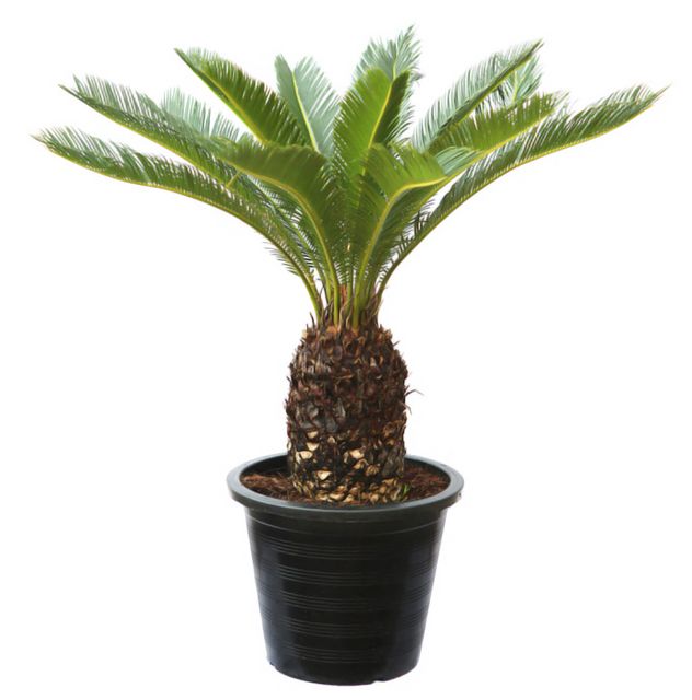Cycas Revoluta