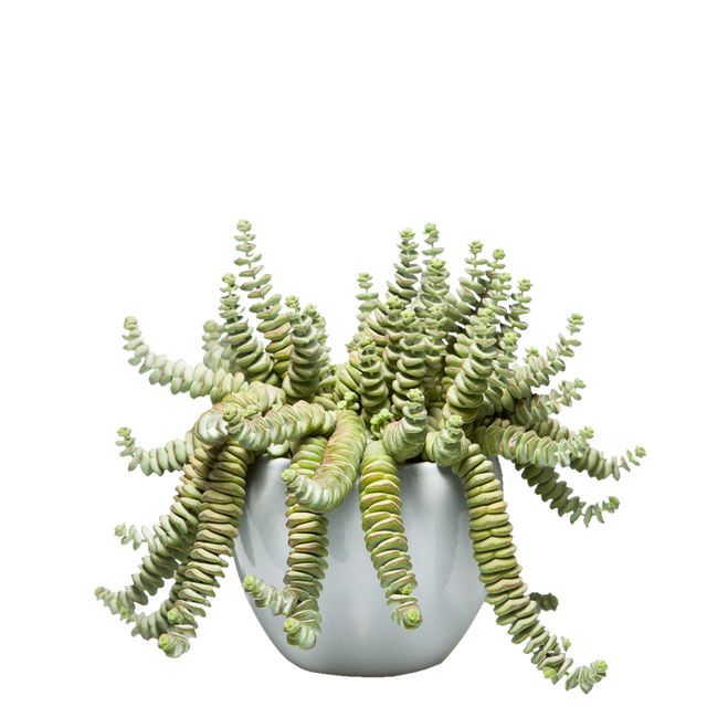 Crassula Hottentot Ampel