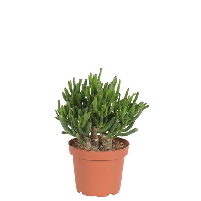 Crassula Horntree