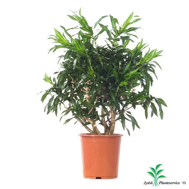 Dracaena Song Of Jamaica