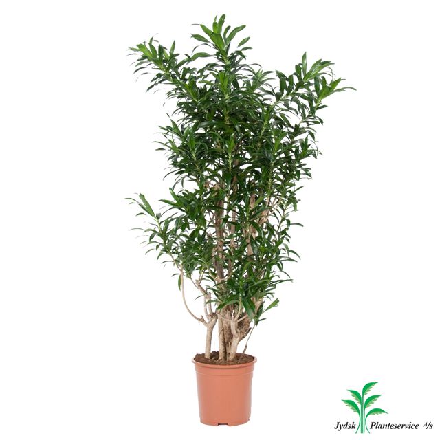 Dracaena Song Of Jamaica