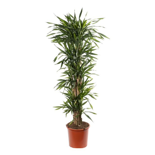Dracaena Rikii Forgr.