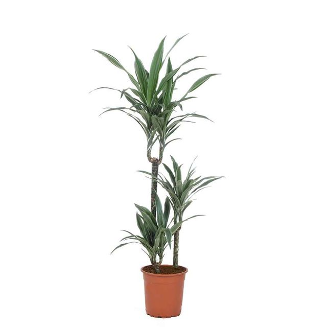 Dracaena Warneckii 3-Stam. 140 Cm.