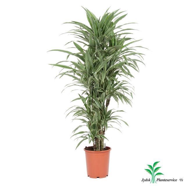 Dracaena Warneckii Forgr.