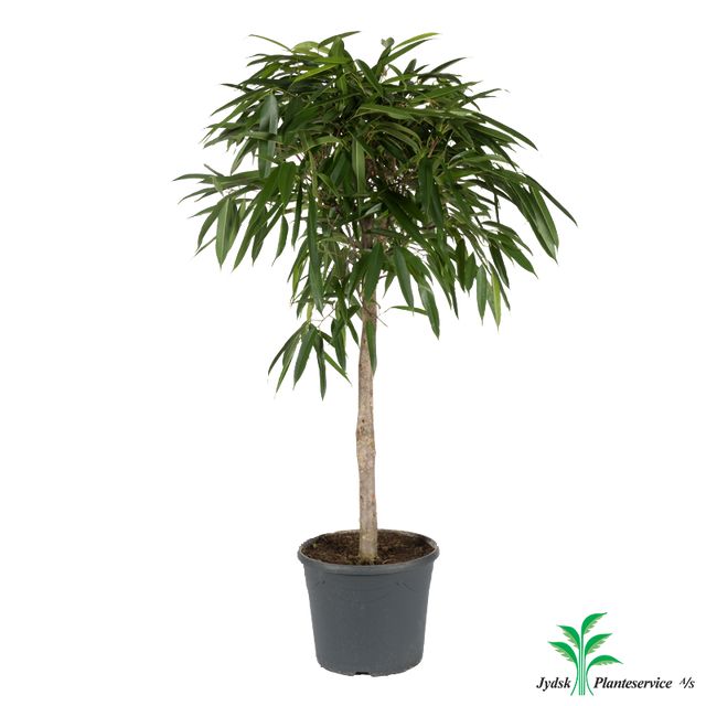 Ficus Binnendijkii 'Alii' Opst.