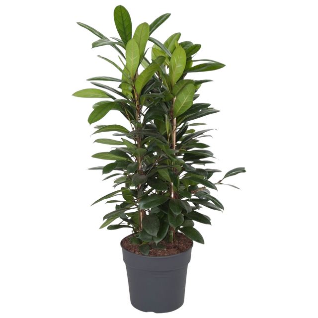 Ficus Cyathistipula 3Pp 160 Cm