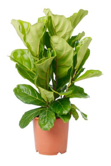 Ficus Lyrata
