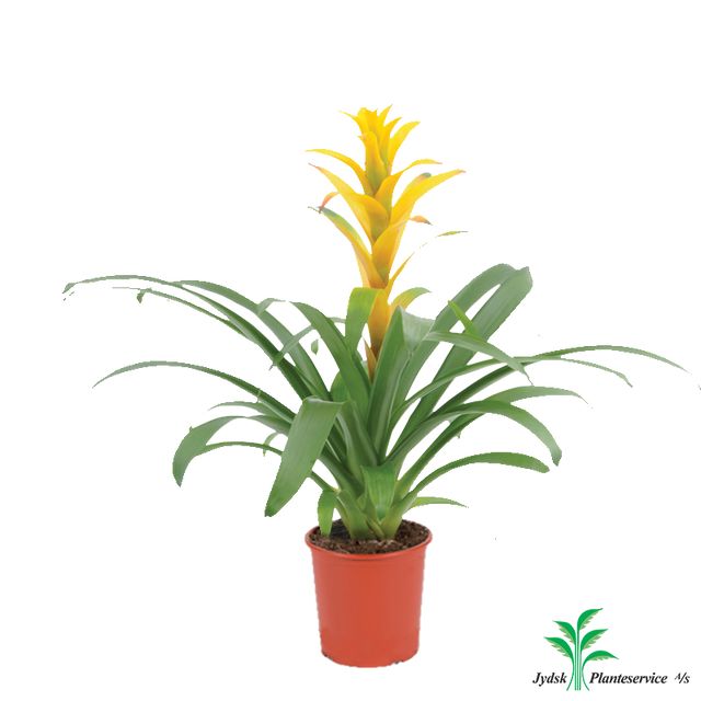 Guzmania
