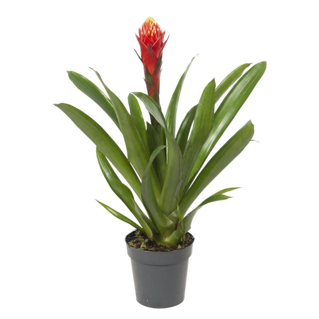 Guzmania Torch 45 Cm