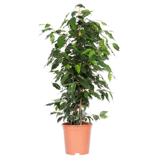 Ficus Benjamina 'Danielle'