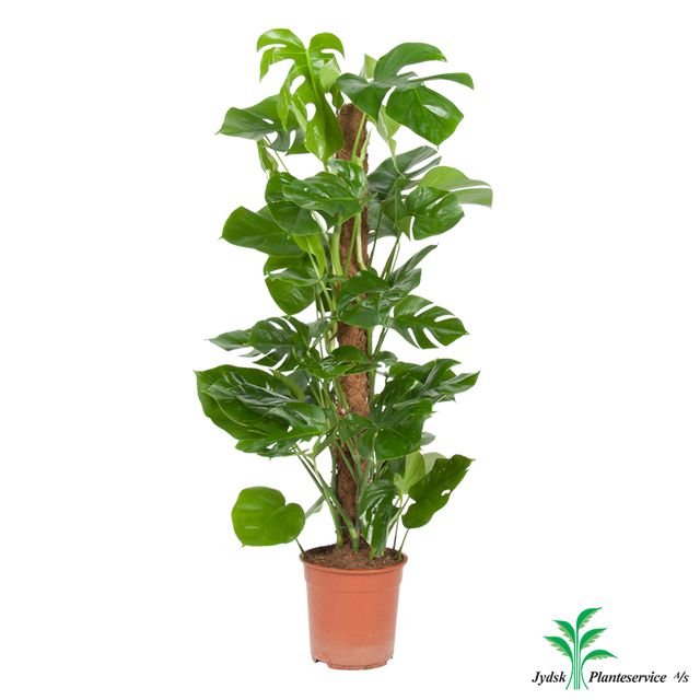 Monstera Deliciosa Mosstok