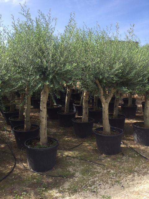 Olea Europaea 280 cm. Opstammet P.Ø65