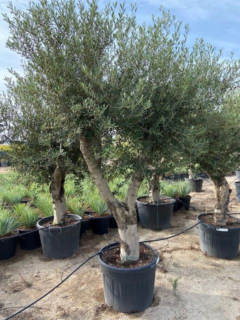 Olea Europaea 260 Cm Forg. P.Ø65