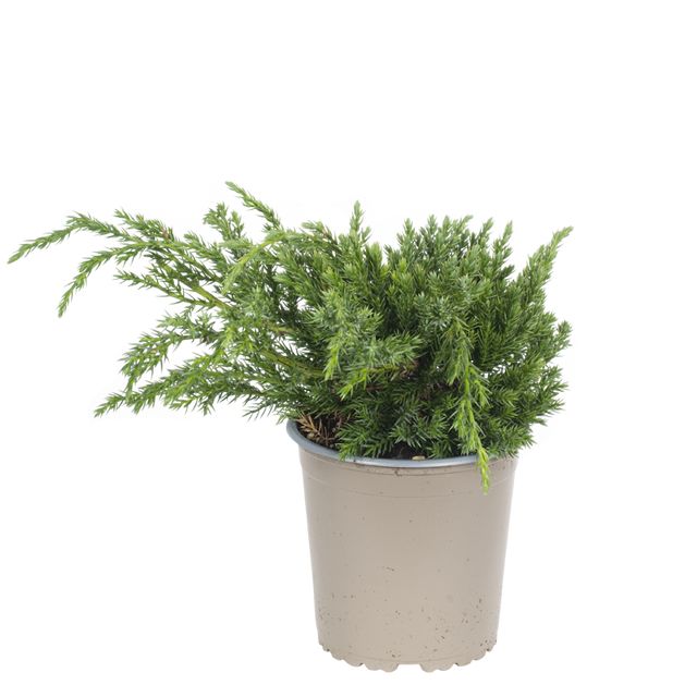 Juniperus div. Bunddække