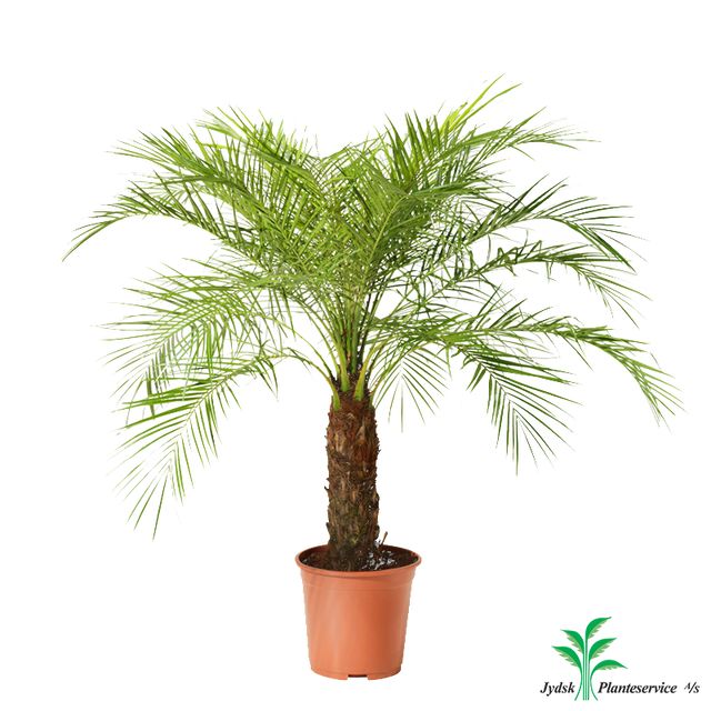 Phoenix Roebelenii 120 Cm