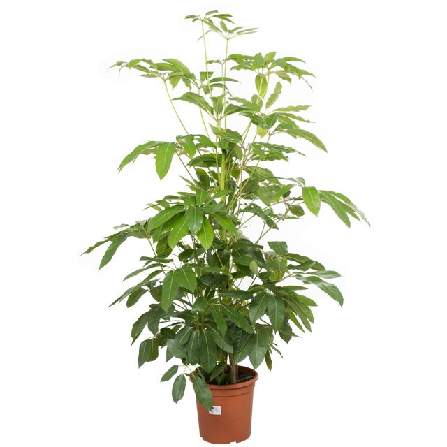 Schefflera Amate