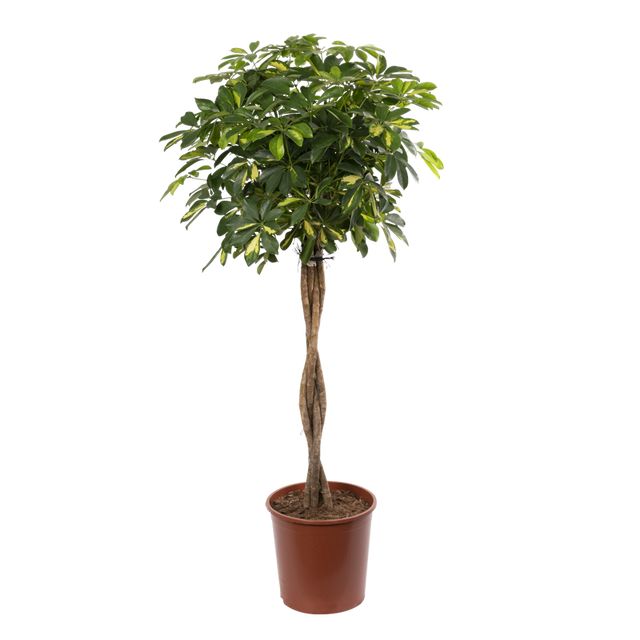 Schefflera Arboricola 'Gold Capella' Fletopstm 180