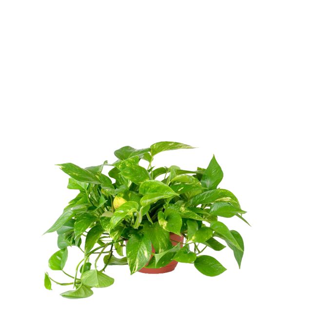 Epipremnum Pinnatum 15 Cm.