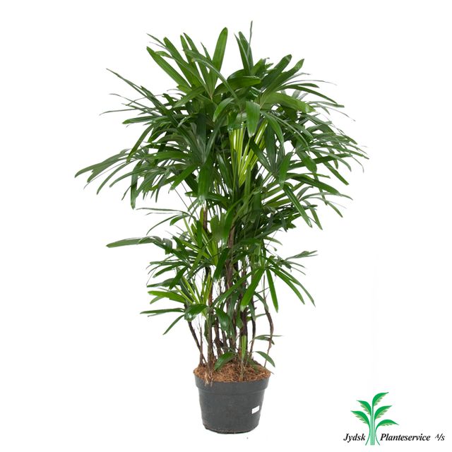 Rhapis Excelsa
