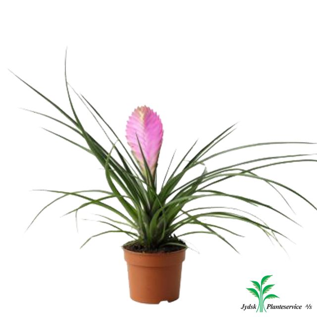 Tillandsia Cyanca 20 Cm.