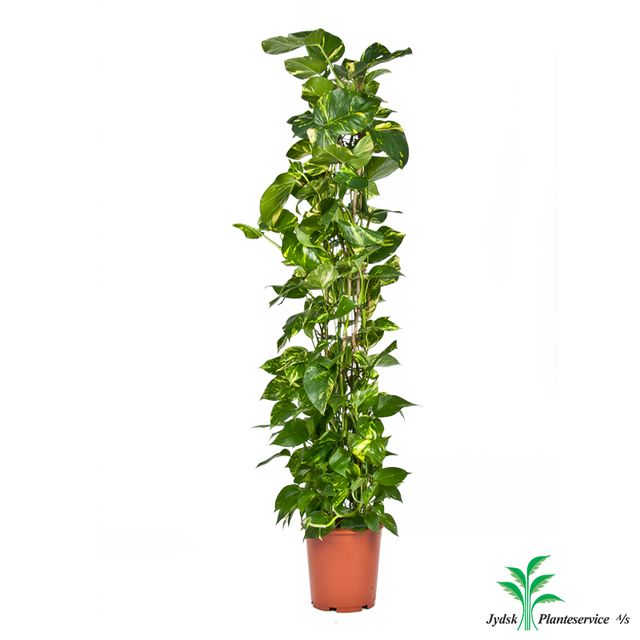 Epipremnum Pinnatum På Rør