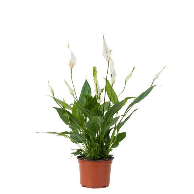 Spathiphyllum Cupido