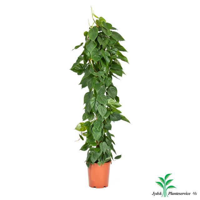 Philodendron Scandens 180 Cm. Rørespalie