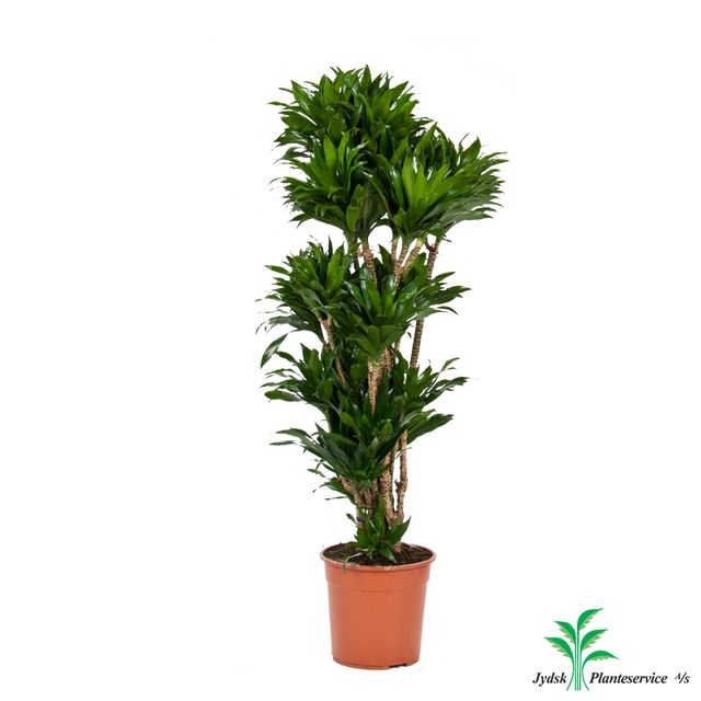 Dracaena Compacta Forg.