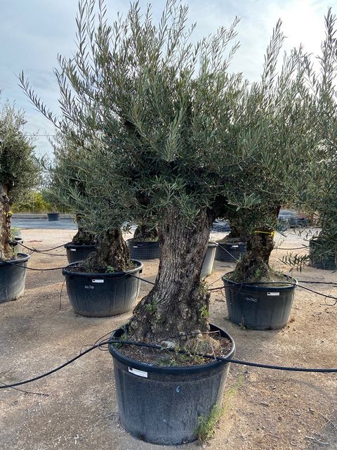 Olea Europaea Bonsai