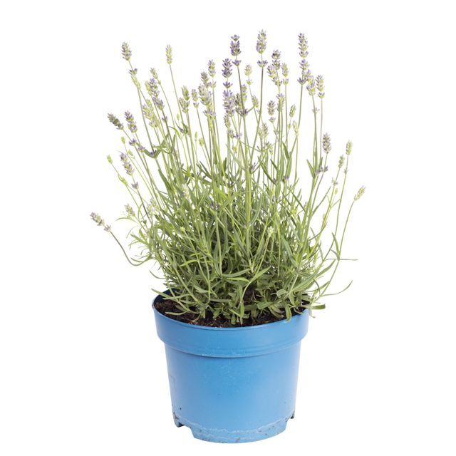 Lavandula Angustifolia
