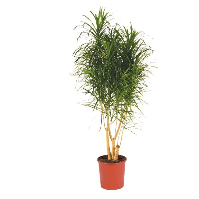 Dracaena Reflexa Anita Forg.