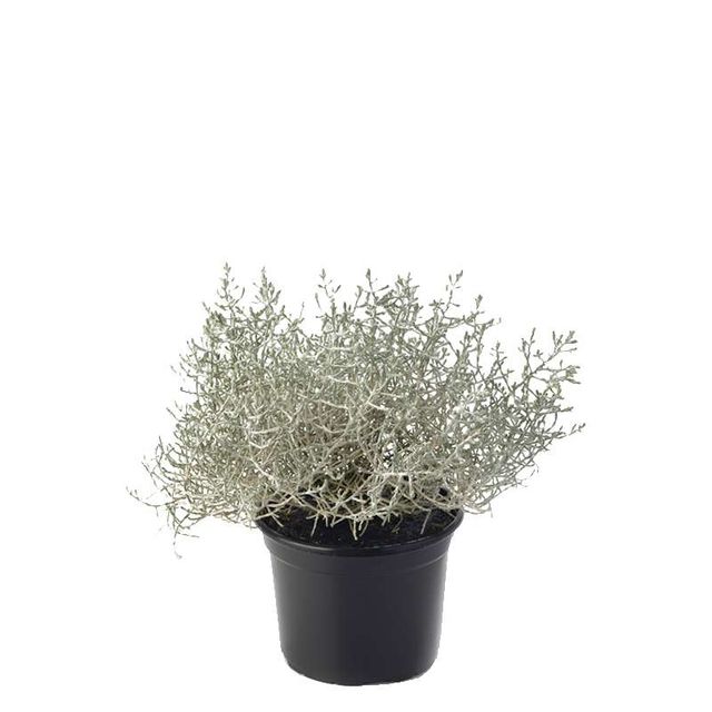 Calocephalus Brownii