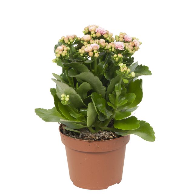 Kalanchoë Calandiva 10,5 Cm Lyserød