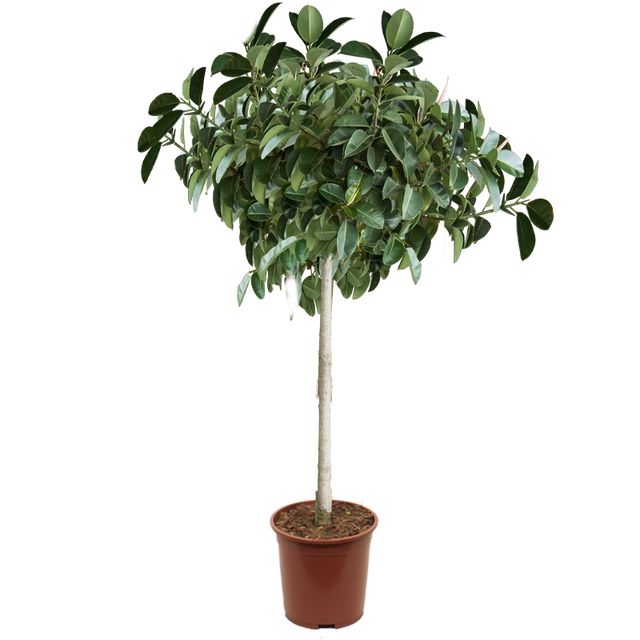 Ficus Elastica 'Robusta' Opst.