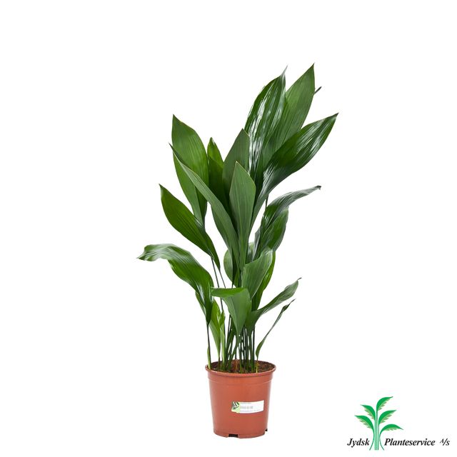 Aspidistra Elatior
